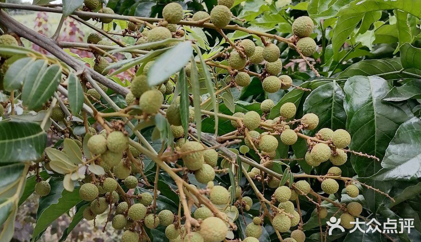 到花都炭步乡村游观后感！