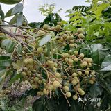 到花都炭步乡村游观后感！