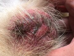 -爱诺耐芙动物医院(万博店)