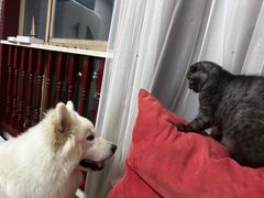 -艾贝尔宠物医院·狂犬免疫点(江山金象城店)