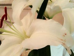 -成桂西餐厅·42年的味道(五大道疙瘩楼店)