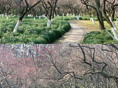 -杭州植物园