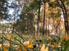 -徐家汇源景区-衡山公园