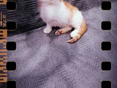 -平行世界·猫咖(首经贸店)