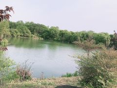 -大塘金香草谷