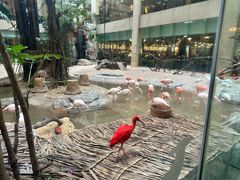 -白虎自助餐厅·真老虎·景观自助餐厅(广州长隆酒店)