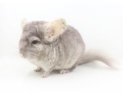 -龙猫仔乐园(惠福东路店)