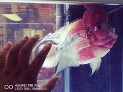 -保定市花鸟鱼虫市场