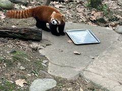 -都江堰中华大熊猫苑