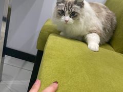-艾吉宠物医院·疑难杂症转诊中心·猫友好(碧江路院)