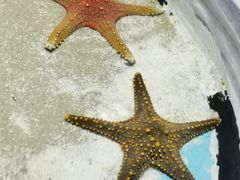 -绿色星球动物主题公园