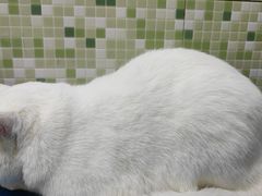-瑞鹏宠物医院·微创内窥镜·骨外科·牙科(翠竹分院)