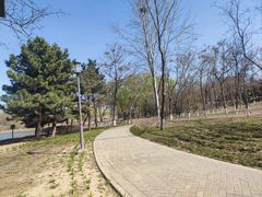 -大兴滨河森林公园