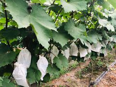 -马陆小张葡萄园农家乐