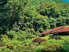 -深圳仙湖植物园