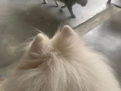 -more than meow吴止猫主题餐厅(承德 中船汇店)