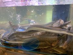 景观位-本炙炭烤·蒲烧活鳗料理店(金沙洲店)