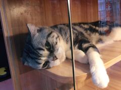 -喵百万·布偶·蓝金金渐层英短·猫舍(百子湾店)