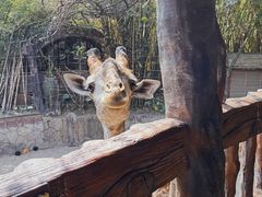 -长鹿旅游休博园