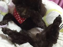 -荣耀金沙动物医院(清江西路店)