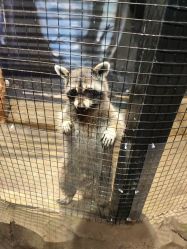 点击看大图 -酷嗒动物文化乐园(cutezoo西溪乐天城店)