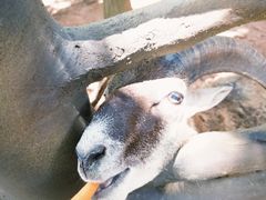 -海南热带野生动植物园