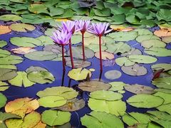 -国家植物园南园