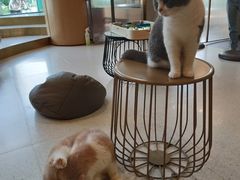 -飞行喵MR PILOT|猫舍·猫咖(静安大融城店)