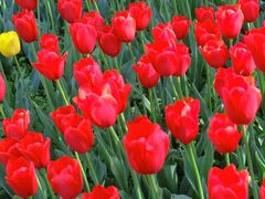 -大宁郁金香公园-停车场