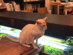 -吉丁鸟咖·异宠·寄养