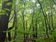 -五女峰国家森林公园