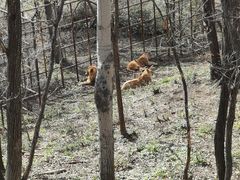 -哈尔滨北方森林动物园