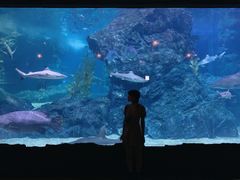 -暹罗海洋世界
