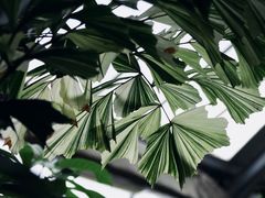 -中国科学院华南植物园