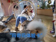 -Husky Go! 哈士奇体验馆·宠物咖啡厅狗咖