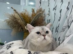 -爱洗澡的猫(望京店)