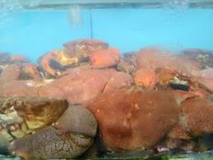 蛋黄焗荷包蟹-龙溪海鲜酒家(溪涌店)