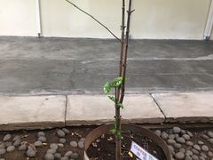 -巴厘岛黄金金兔咖啡工厂