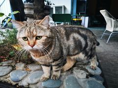 -喵屿·大理花园猫咖