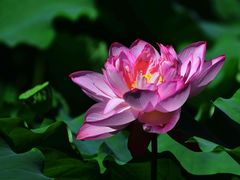 -陈家山荷花公园