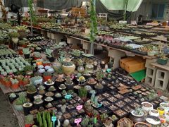 -龙大花卉苗木市场