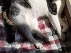 -佳雯宠物医院(四明中路分院)