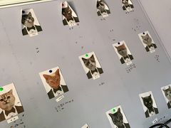 -喵屿·大理花园猫咖