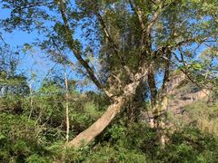 -九曲溪竹筏码头