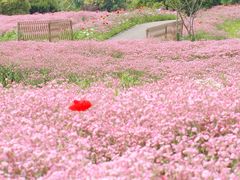 -花开海上生态园