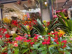 -溪岸路花鸟市场