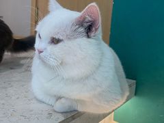 -飞行喵MR PILOT|猫舍·猫咖(静安大融城店)