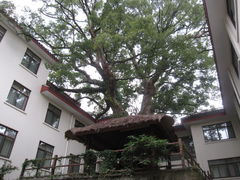 酒店中庭，香樟树-普陀山雷迪森庄园