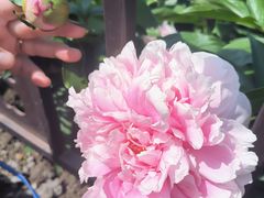 -黑龙江省森林植物园