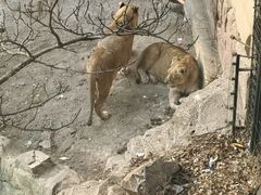 -大连森林动物园